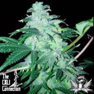 Cali Connection Seeds 22